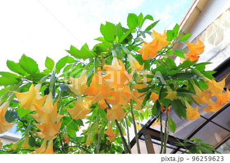 エンジェルストランペットの花（木立朝鮮朝顔） 96259623