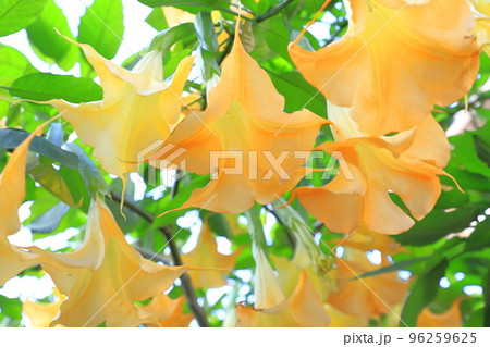 エンジェルストランペットの花(木立朝鮮朝顔) エンジェルストランペットの花(木立朝鮮朝顔) 96259625