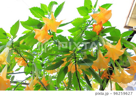 エンジェルストランペットの花(木立朝鮮朝顔) エンジェルストランペットの花(木立朝鮮朝顔) 96259627