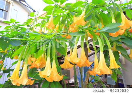 エンジェルストランペットの花（木立朝鮮朝顔） 96259630