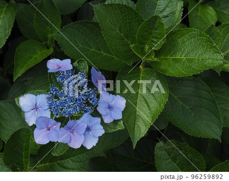 ガクアジサイ 96259892