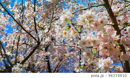 桜の花のある風景 桜の花のある風景 96259910