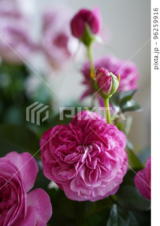 ピンクのローズ 96259916