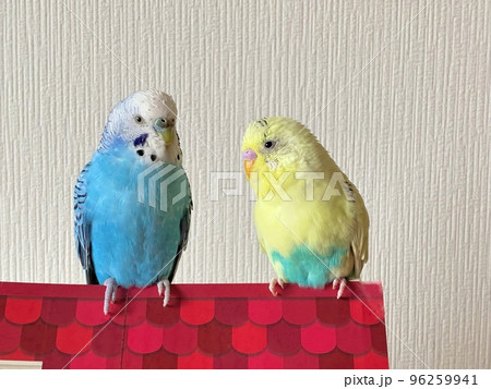 仲良し2羽のセキセイインコ 仲良し2羽のセキセイインコ 96259941