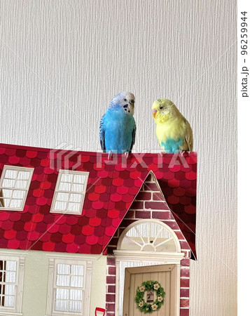 仲良し2羽のセキセイインコ 仲良し2羽のセキセイインコ 96259944