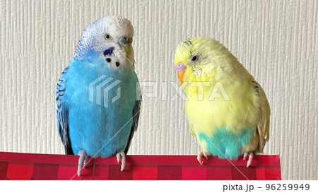 仲良し2羽のセキセイインコ 仲良し2羽のセキセイインコ 96259949