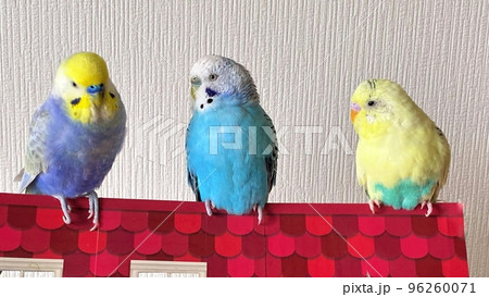 カワイイ3羽のセキセイインコ 96260071