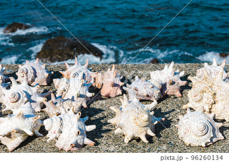 海の幸・貝殻と海辺のイメージ 海の幸・貝殻と海辺のイメージ 96260134