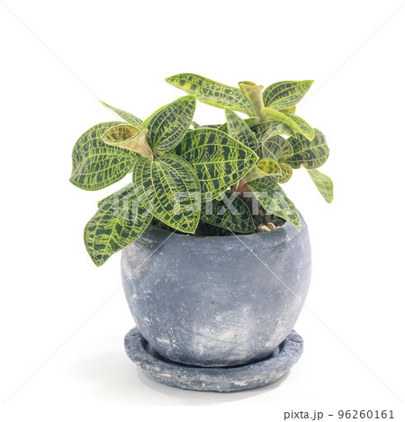 ジュエルオーキッド(マコデス・ペトラ)の鉢植え【白背景】 ジュエルオーキッド(マコデス・ペトラ)の鉢植え【白背景】 96260161