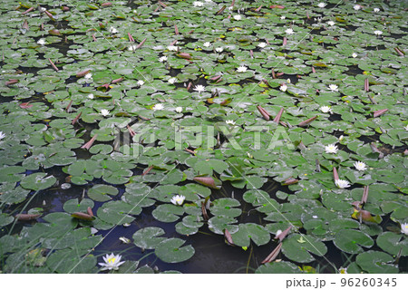 京都大沢池睡蓮の花-8 京都大沢池睡蓮の花-8 96260345