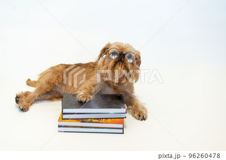 A cute Brussels Griffon dog with glasses is reading a book on a white background. 96260478