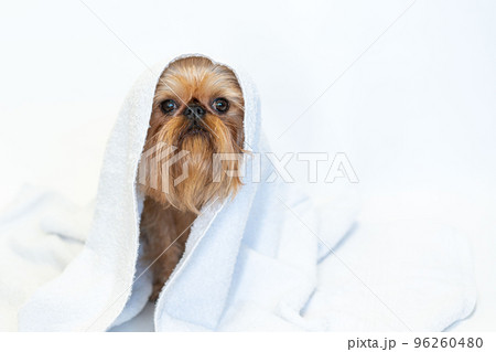 cute dog brussels griffon with white towel close up on white background 96260480