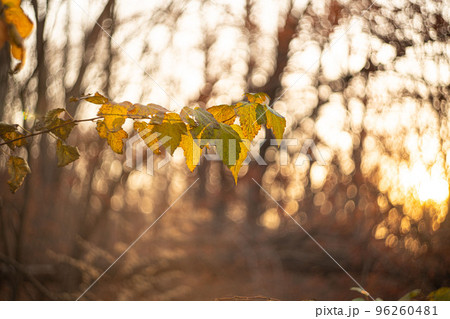 defocused view of dried wild flowers and grass, with lens flares against blurred sky background by helios lens 96260481