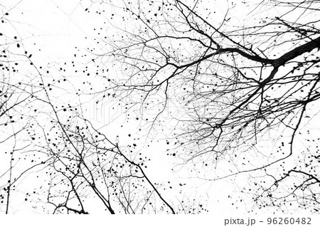 Bare tree branches on a pale white background 96260482