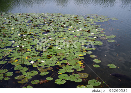 京都大沢池睡蓮の花-10 96260582