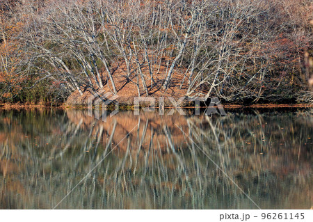 北海道苫小牧市、錦大沼公園にある錦小沼のリフレクション【11月】 北海道苫小牧市、錦大沼公園にある錦小沼のリフレクション【11月】 96261145