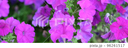 Pink petunia flowers growing in garden closeup background 96261517