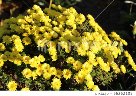 日本の秋の公園に咲く黄色いスプレーギクの花 96262105