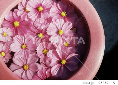 水に浮かぶコスモスの花 96262115