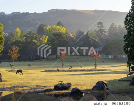 秋の春日野園地と三社託宣池の風景 秋の春日野園地と三社託宣池の風景 96262190