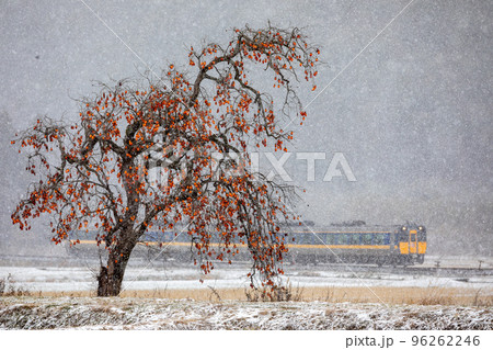 吹雪に耐える柿〜JR西日本キハ187系特急「スーパーおき」 吹雪に耐える柿〜JR西日本キハ187系特急「スーパーおき」 96262246