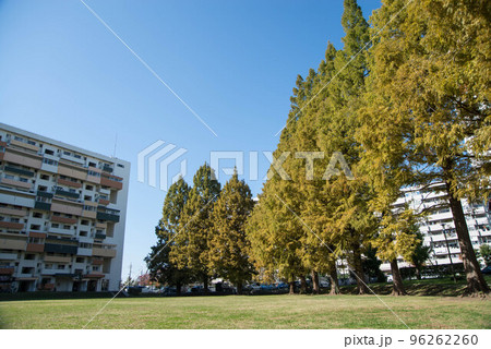 紅葉の穴場　UR三郷団地　URで2番目に大きなマンモス団地 96262260