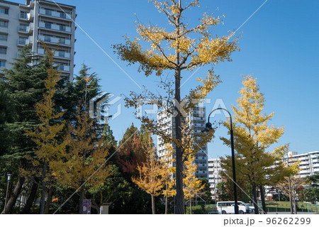 紅葉の穴場 UR三郷団地 URで2番目に大きなマンモス団地 紅葉の穴場 UR三郷団地 URで2番目に大きなマンモス団地 96262299