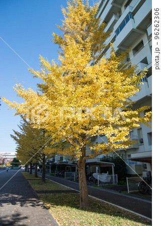 紅葉の穴場 UR三郷団地 URで2番目に大きなマンモス団地 紅葉の穴場 UR三郷団地 URで2番目に大きなマンモス団地 96262306