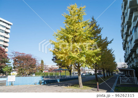 紅葉の穴場　UR三郷団地　URで2番目に大きなマンモス団地 96262315