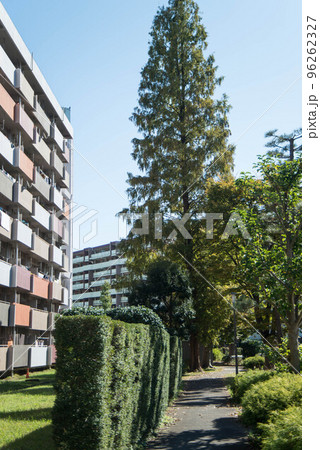 紅葉の穴場 UR三郷団地 URで2番目に大きなマンモス団地 紅葉の穴場 UR三郷団地 URで2番目に大きなマンモス団地 96262327