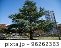 紅葉の穴場　UR三郷団地　URで2番目に大きなマンモス団地 96262363