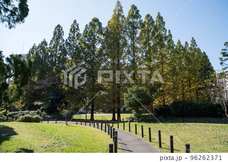 紅葉の穴場　UR三郷団地　URで2番目に大きなマンモス団地 96262371