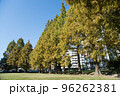紅葉の穴場　UR三郷団地　URで2番目に大きなマンモス団地 96262381