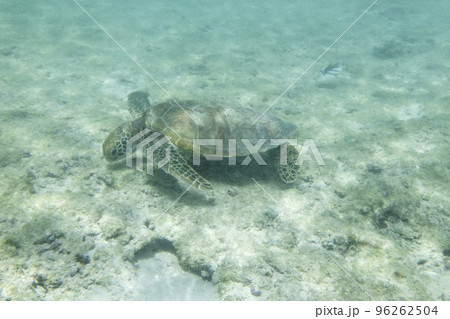 宮古島の浅瀬で海藻を食べるアオウミガメ 96262504