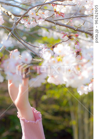 桜の花に触れる女の子 桜の花に触れる女の子 96262605