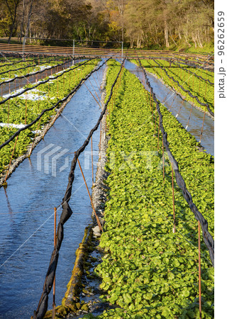 北アルプスの流水のわさび田 96262659