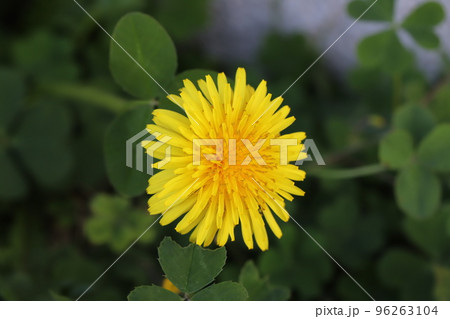 日本の秋の道端に咲く黄色いタンポポの花 96263104