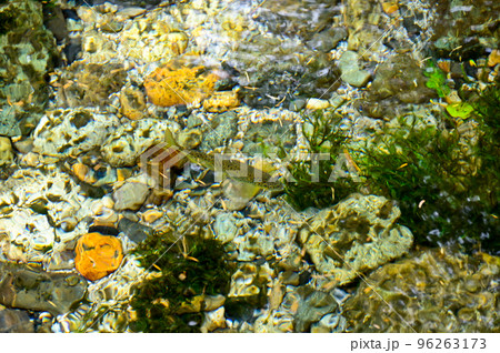 梓川のイワナ 梓川のイワナ 96263173