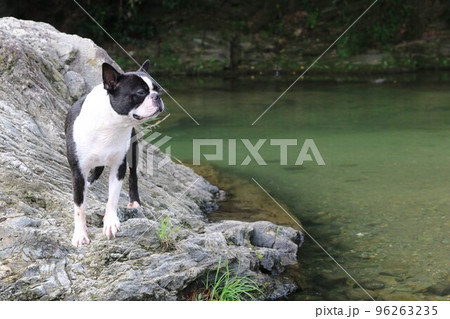 川遊びの人気スポットときがわ町の都幾川の岩場から渓谷を見つめる可愛いボストンテリアのマイティ君♡ 96263235