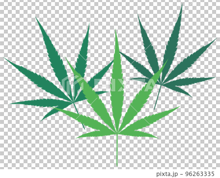 cannabis leaf illustration cannabis leaf illustration 96263335