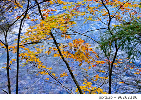 上高地の紅葉 96263386