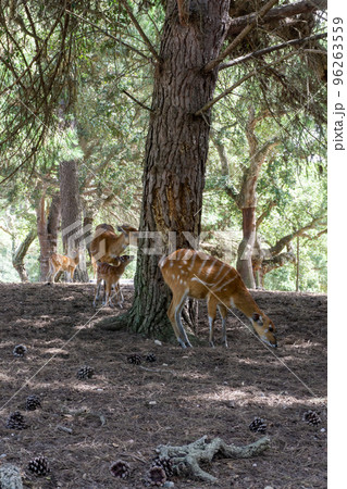 A herd of red-striped sitatunga forest antelopes graze in the shade of trees A herd of red-striped sitatunga forest antelopes graze in the shade of trees 96263559