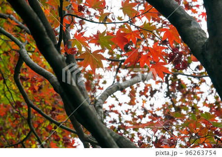京都 南禅寺・天授庵を彩る紅葉した木々 京都 南禅寺・天授庵を彩る紅葉した木々 96263754