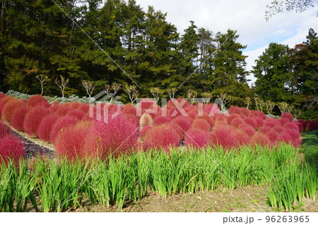 紅葉したコキア 紅葉したコキア 96263965