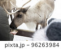 male hand giving reindeer moss 96263984