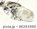 A closeup of a reindeer on snowy ground 96263990