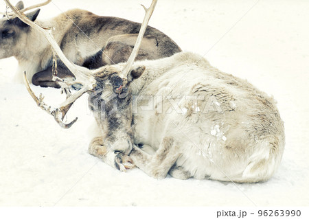 A closeup of a reindeer on snowy ground A closeup of a reindeer on snowy ground 96263990