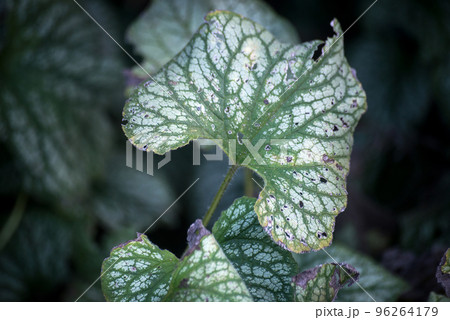 Closeup of brunnera leaves in a public garden 96264179