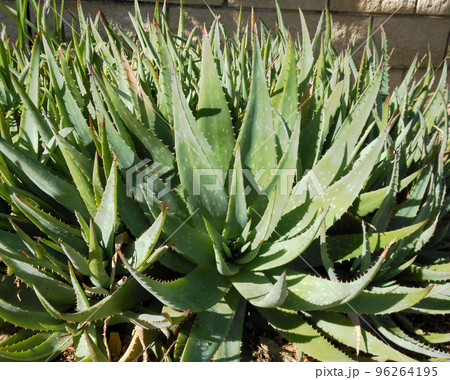 Green leaf aloe vera texture background 96264195