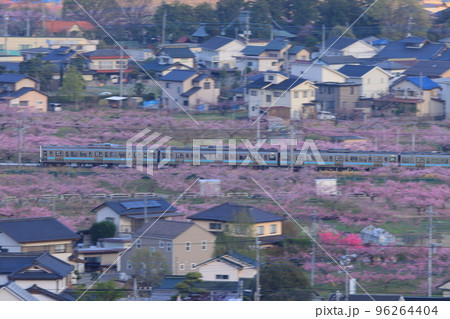 甲府盆地の桃源郷を行く211系電車_2022/4/9撮影 甲府盆地の桃源郷を行く211系電車_2022/4/9撮影 96264404